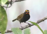 Yellow-faced Grassquit; male