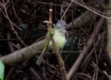 Yellow-olive Flycatcher 