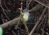 Yellow-olive Flycatcher