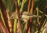 Yucatan Vireo