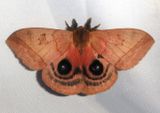 Automeris Eyed Silkmoth species