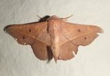 Bedosia ligina; Sack-bearer Moth species