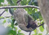 Brown-throated Three-toed Sloth 