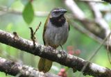 Buff-throated Saltator