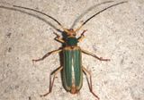Chlorida cincta; Round-necked Longhorn species