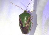 Edessa Stink Bug species 