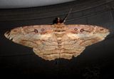 Feigeria buteo; Owlet Moth species