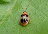 Luperini Flea Beetle species 