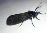 Gardinia Lichen Moth species