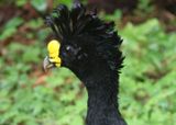 Great Curassow; male