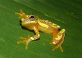 Harlequin Treefrog