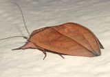 Hemicerus Prominent Moth species