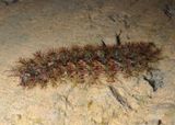 Hemileucini Buck Moth species caterpillar