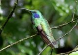 Lesser Violetear 
