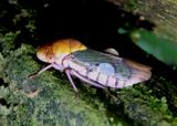 Oncometopia interjecta; Sharpshooter species