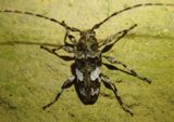 Oreodera aliciae; Flat-faced Longhorn species