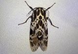 Oxyptera laeta; Tiger Moth species 