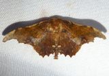 Patalene aenetusaria; Geometer Moth species