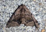 Pero saturata; Geometrid Moth species