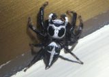 Phiale formosa; Jumping Spider species; male