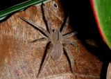 Phoneutria depilata; Brazilian Wandering Spider 