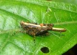 Pygmy Grasshopper species
