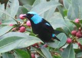 Scarlet-thighed Dacnis; male