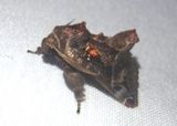 Semyra finita; Slug Moth species 
