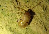 Walterianella Flea Beetle species