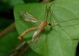 Nephrotoma eucera; Tiger Crane Fly species; male