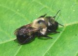 Osmia bucephala; Bufflehead Mason Bee
