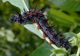 Nymphalis antiopa; Mourning Cloak caterpillar 