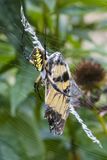 DSC09555-Edit.jpg