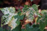 Maple Mildew (Sawadaea tulasnei)