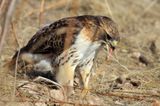 Red-tailed Hawk (Buteo jamaicensis)