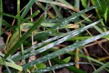 Grass Powdery Mildew (Blumeria sp.)