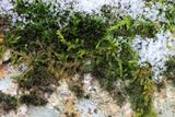 Dry Rock Moss (Schistidium sp.)