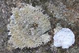 Porpidia albocaerulescens