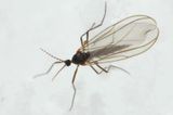 Catocha barberi (Micromyinae)