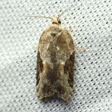 Forbes Acleris, Hodges#3525 Acleris forbesana