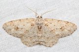 Small Engrailed, Hodges#6597 Ectropis crepuscularia