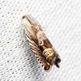 Solidago Root Moth, Hodges#3438 Grapholita eclipsana