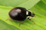 15-spotted Lady Beetle (Anatis labiculata)
