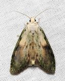 Bee Moth, Hodges#5629 Aphomia sociella