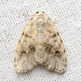 Hodges#8098.2 Clemensia umbrata