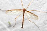 Tricyphona inconstans, family Pediciidae