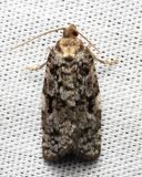 Eastern Spruce Budworm, Hodges#3638 Choristoneura fumiferana