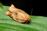 Oblique-banded Leafroller, Hodges#3635 Choristoneura rosaceana