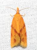 One-lined Sparganothis, Hodges#3711 Sparganothis unifasciana