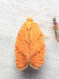 Four-lined Leafroller, Hodges#3621 Argyrotaenia quadrifasciana